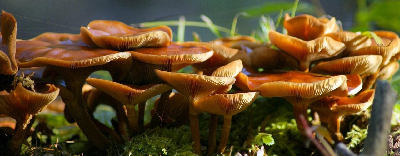 mushroom, fungus, moss, mycology, growth, grzyb, jesień, natura, nature, forest