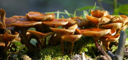 mushroom, fungus, moss, mycology, growth, grzyb, jesień, natura, nature, forest